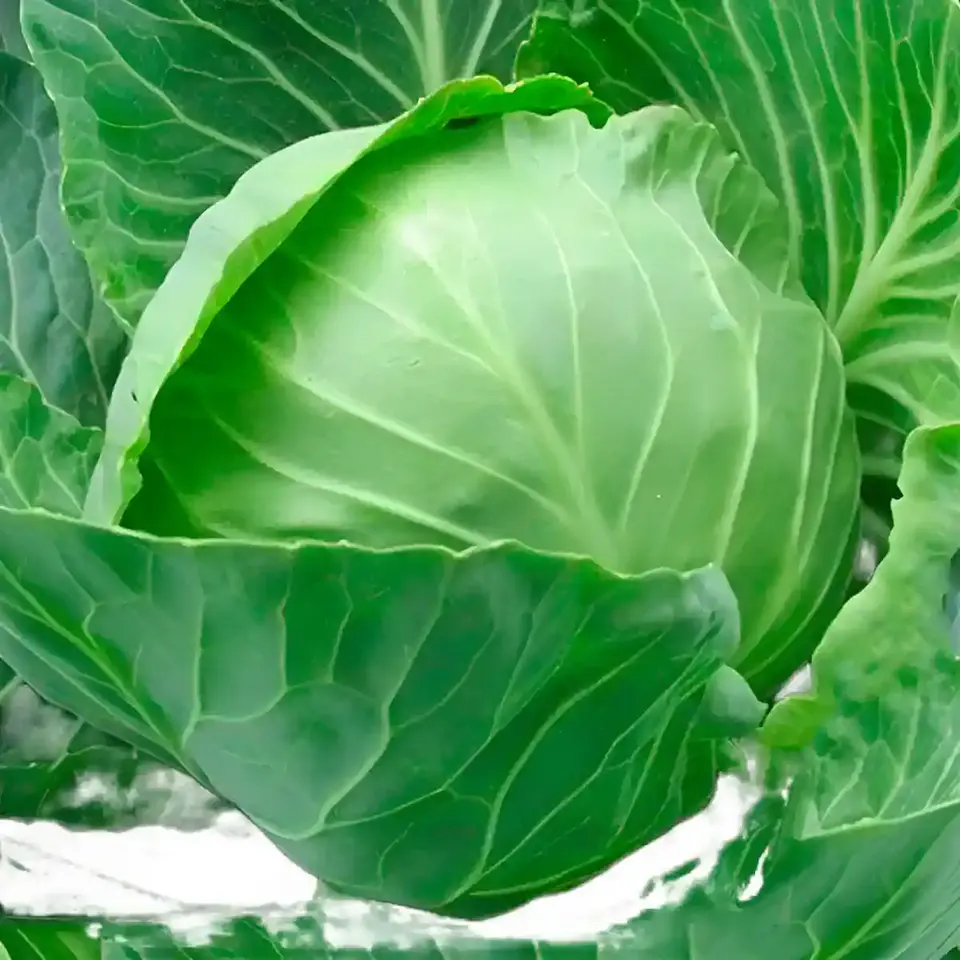Semillas Hortalizas y Aromáticas | Más de 70 Variedades 38