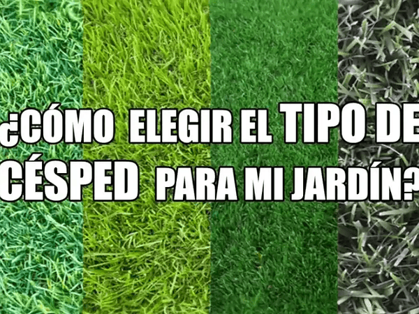 El mejor césped para tu jardín en Chile | Plusagro