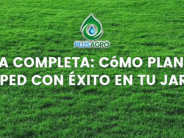 Preguntas frecuentes sobre césped: guía completa