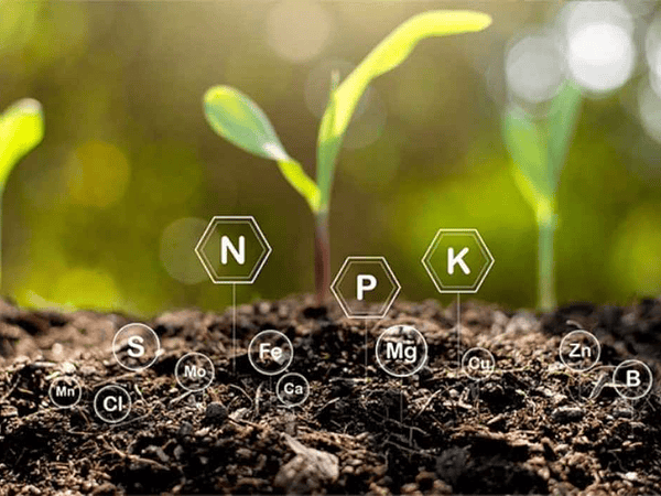 Fertilizantes para plantas: guía completa y usos en Chile