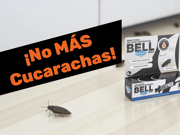 Cómo eliminar cucarachas o baratas: preguntas frecuentes y soluciones efectivas