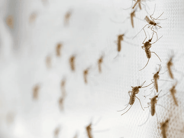 Cómo eliminar zancudos en casa y jardín: soluciones rápidas y efectivas