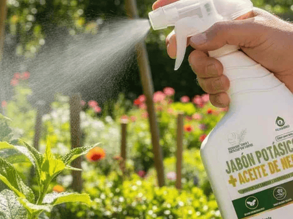 Jabón potásico: dosis, usos y plagas que controla en tus plantas