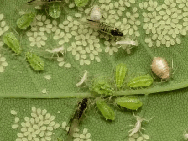 Plagas en plantas: cómo identificarlas y eliminarlas definitivamente