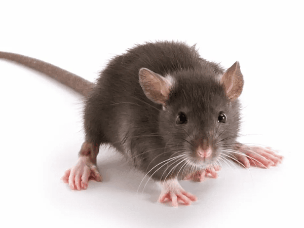 Cómo eliminar ratones: olores, repelentes y venenos más efectivos