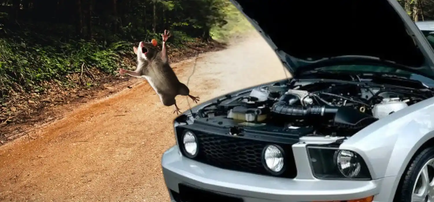 Repelente de ratones: olores, trucos y el método más efectivo para ahuyentarlos