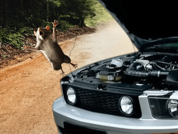 Repelente de ratones: olores, trucos y el método más efectivo para ahuyentarlos