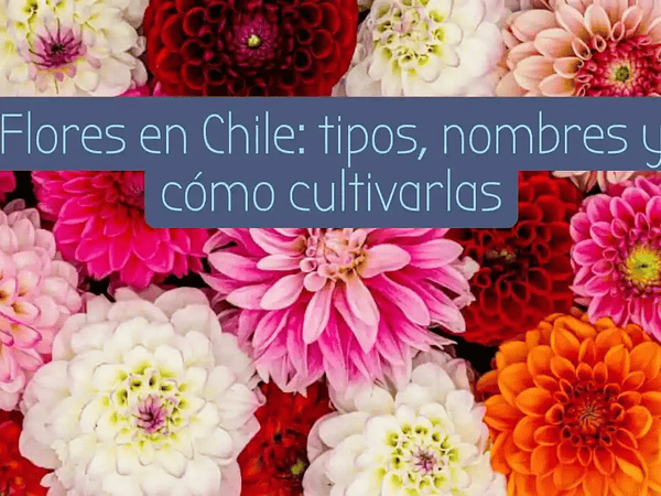 Flores en Chile: tipos, nombres más lindos y cómo cultivarlas desde semilla