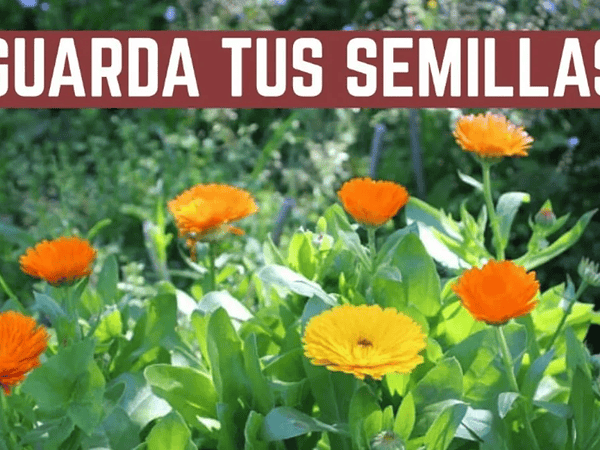 Cómo obtener semillas de flores paso a paso: guía práctica para recolectar y conservar