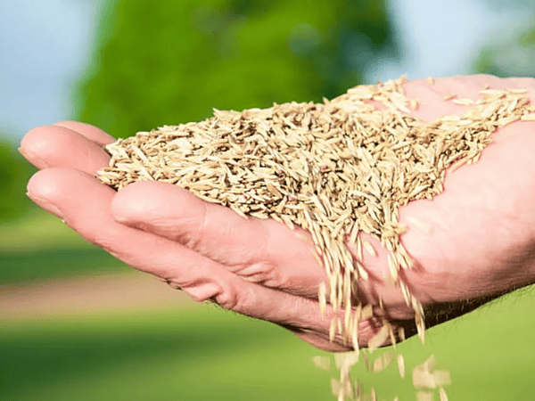 ¿Cuánto rinde un kilo de semillas de pasto? Guía y tabla para Chile