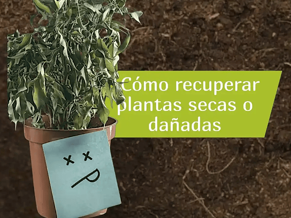 Cómo recuperar plantas secas o dañadas: guía práctica 2025