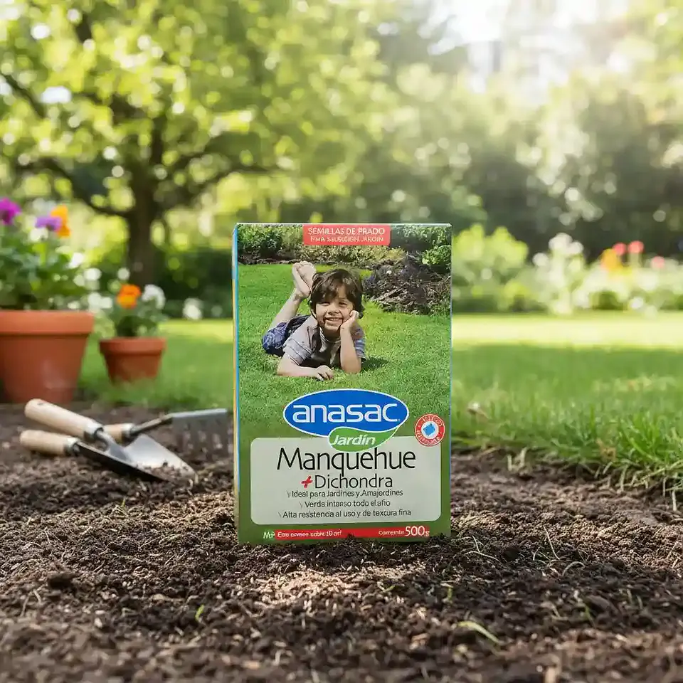 Semillas Anasac Césped Manquehue Dichondra 500g 3