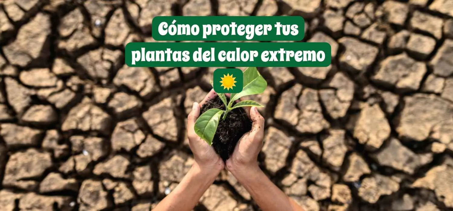 Cómo proteger tus plantas del calor extremo y evitar que se sequen | Guía práctica de verano 2025