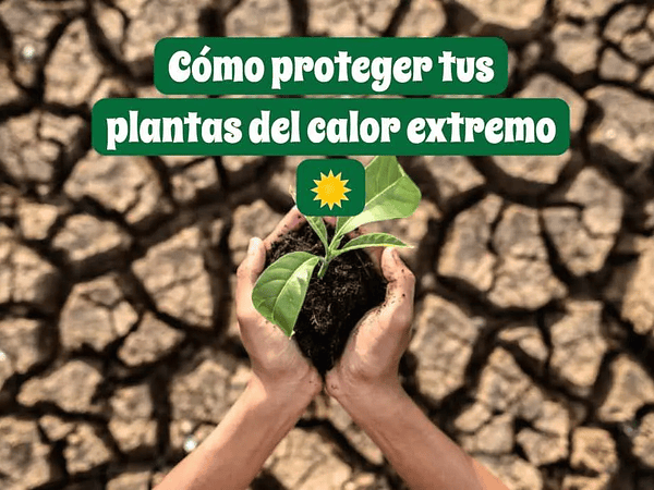 Cómo proteger tus plantas del calor extremo y evitar que se sequen | Guía práctica de verano 2025