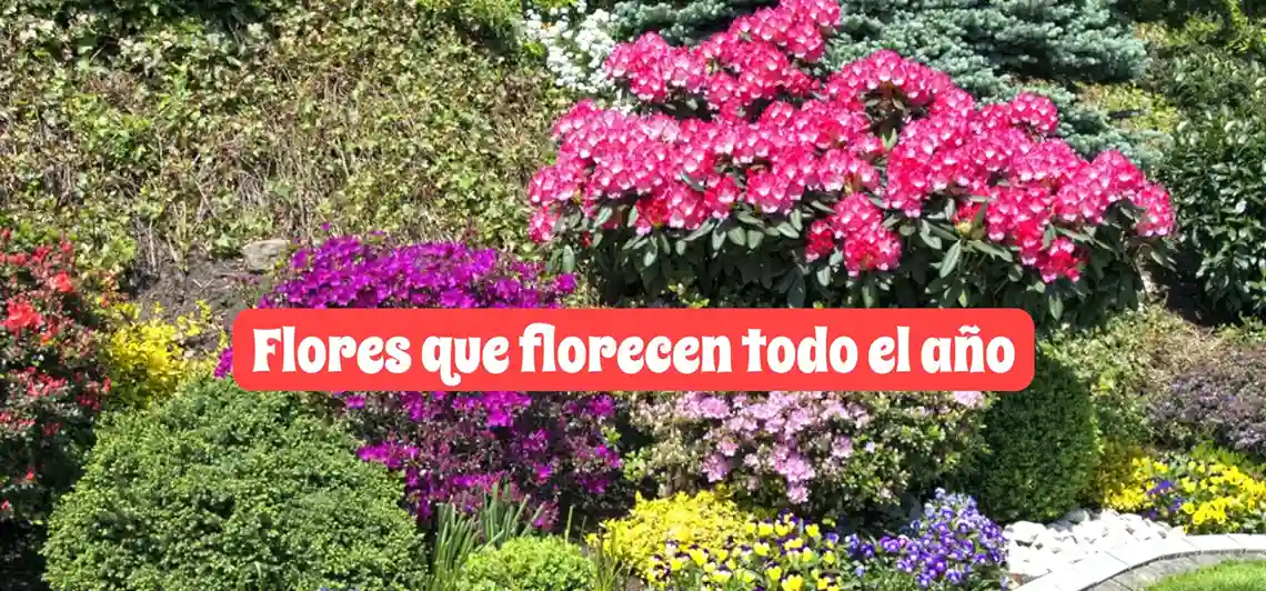 Flores que florecen todo el año | Guía para un jardín colorido y fácil de mantener