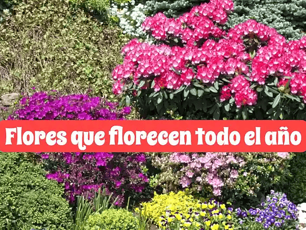 Flores que florecen todo el año | Guía para un jardín colorido y fácil de mantener