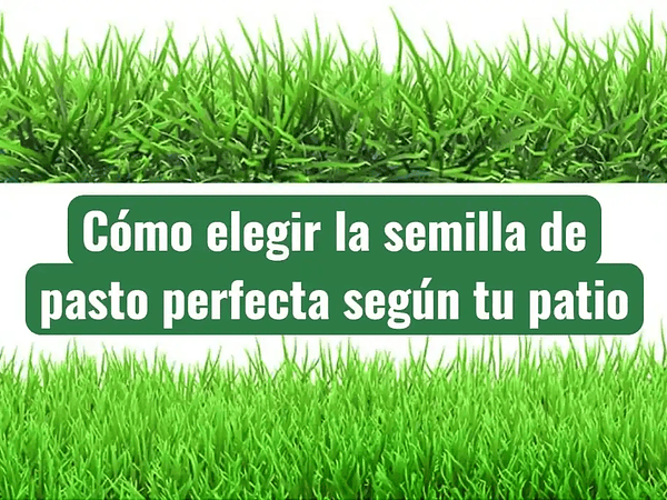 Cómo elegir la semilla de pasto perfecta según tu patio