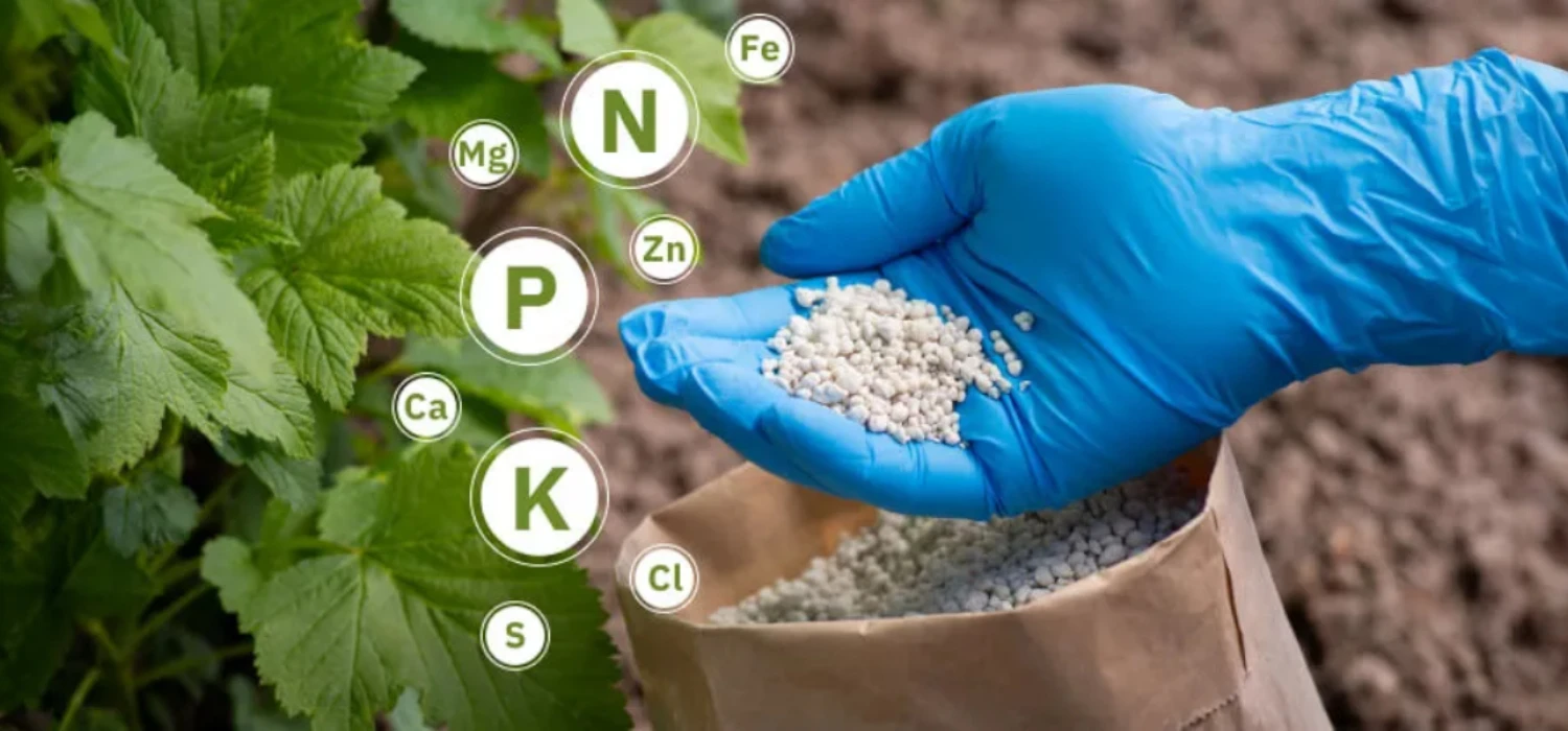 Fertilizar sin matar tus plantas: dosis y frecuencia