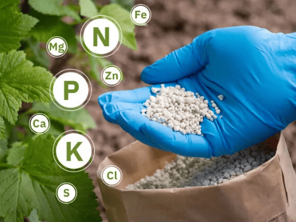 Fertilizar sin matar tus plantas: dosis y frecuencia