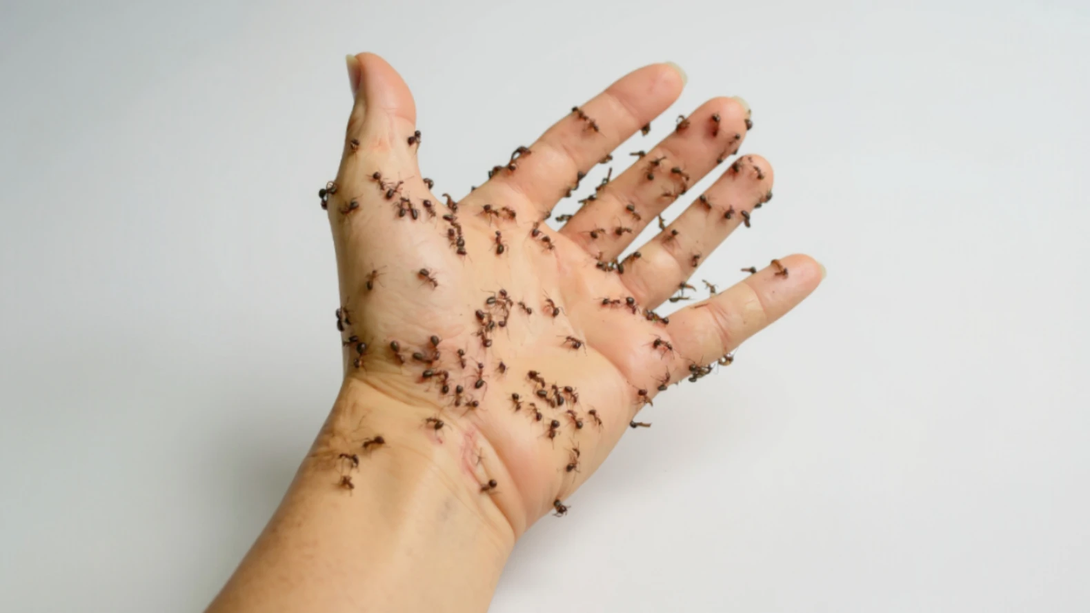 Cómo eliminar hormigas de forma efectiva en casa y jardín