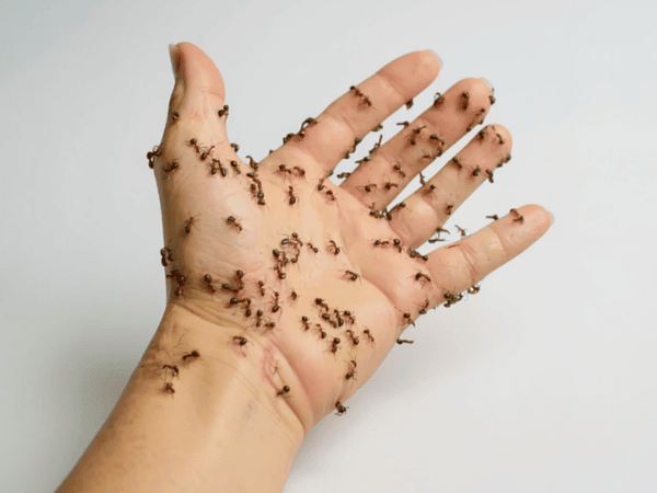 Cómo eliminar hormigas de forma efectiva en casa y jardín