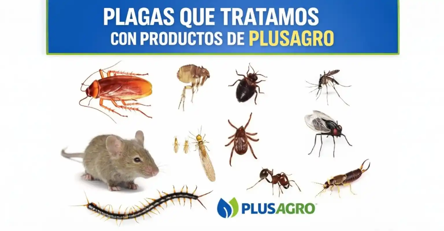 Plagas del Hogar en Chile: Guía para Identificarlas y Eliminarlas
