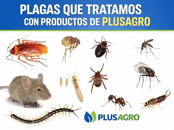 Plagas del Hogar en Chile: Guía para Identificarlas y Eliminarlas