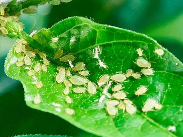 Cómo eliminar pulgones de las plantas | Guía completa