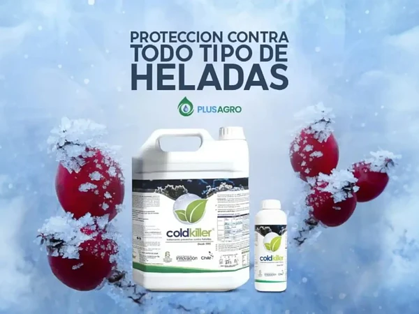 Cómo proteger plantas de las heladas (antes que sea tarde)