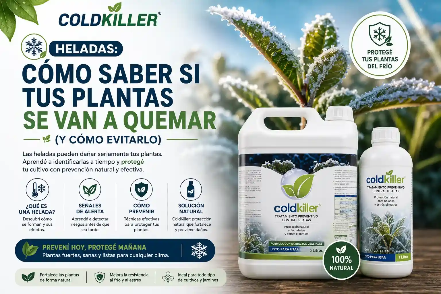 Heladas: cómo saber si tus plantas se van a quemar (y cómo evitarlo)