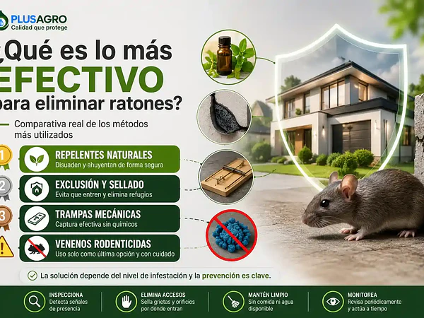¿Qué es lo más efectivo para eliminar ratones? Guía completa