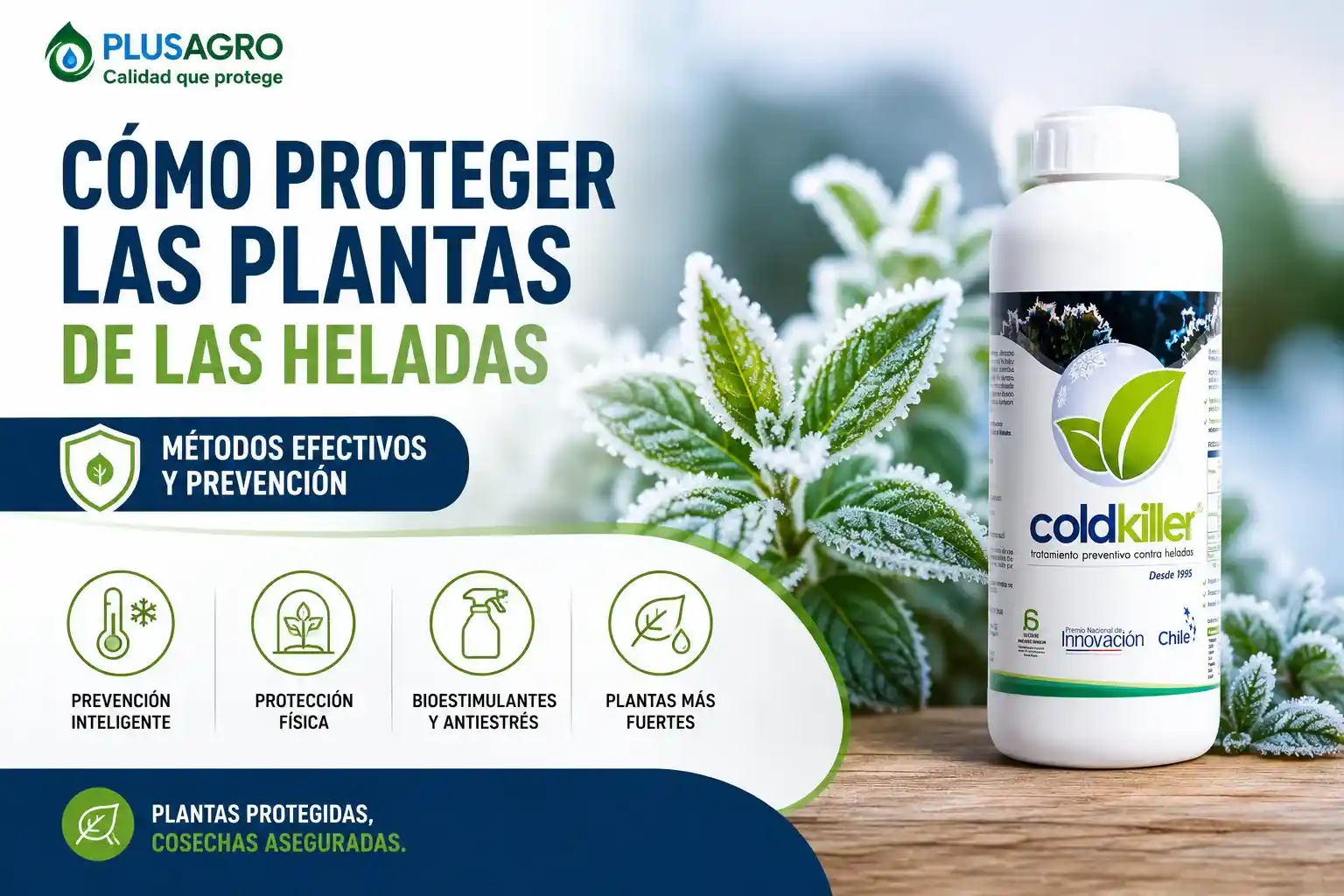 Cómo proteger las plantas de las heladas: métodos efectivos y prevención