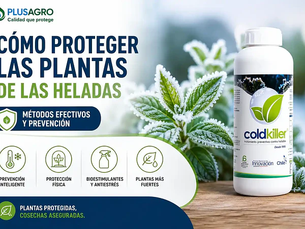 Cómo proteger las plantas de las heladas: métodos efectivos y prevención