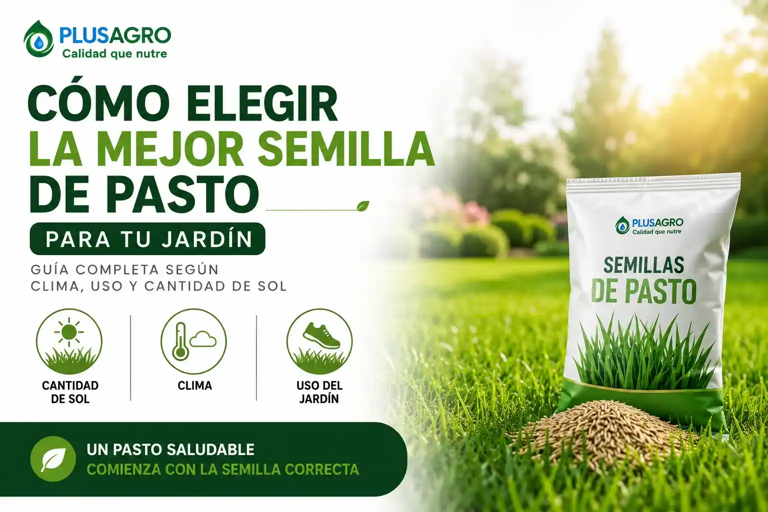 Semillas de Pasto: Cómo Elegir el Mejor Césped para tu Jardín
