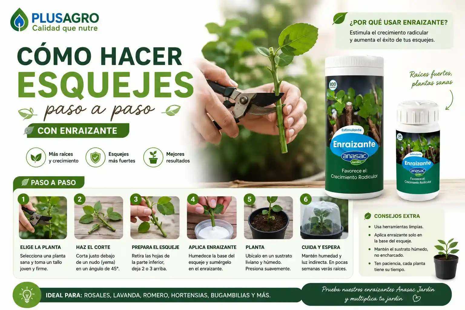 Cómo hacer esquejes paso a paso, con enraizante