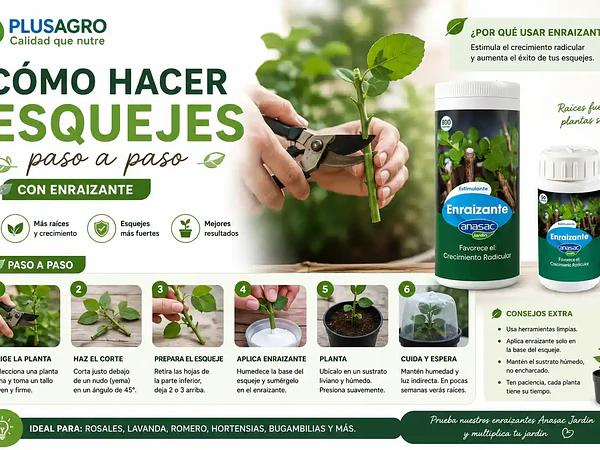 Cómo hacer esquejes paso a paso, con enraizante