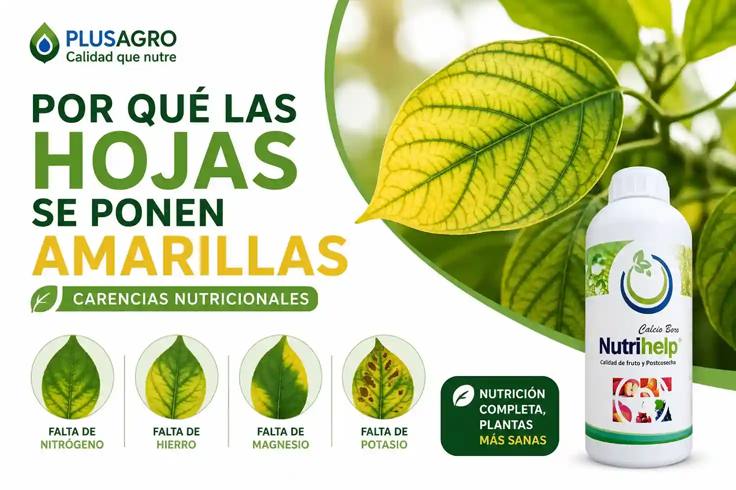 Por qué las hojas se ponen amarillas: carencias nutricionales
