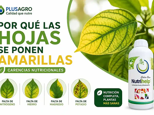 Por qué las hojas se ponen amarillas: carencias nutricionales