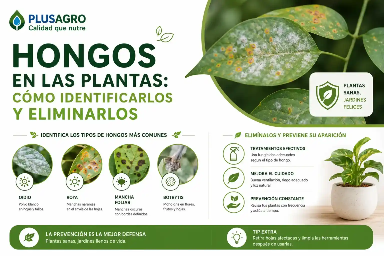 Hongos en las plantas: cómo identificarlos y eliminarlos
