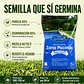 Semilla de Césped Zona Piscina 5 Kg Best Garden | Mezcla Premium Resistente al Pisoteo - Miniatura 3