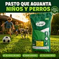Semilla de Pasto Strong Grass 5 Kg Anasac | Alto Tráfico  - Miniatura 2