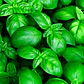 Semillas de Hierbas Aromáticas - Miniatura 1