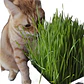 Semillas de Hierbas Aromáticas - Miniatura 6