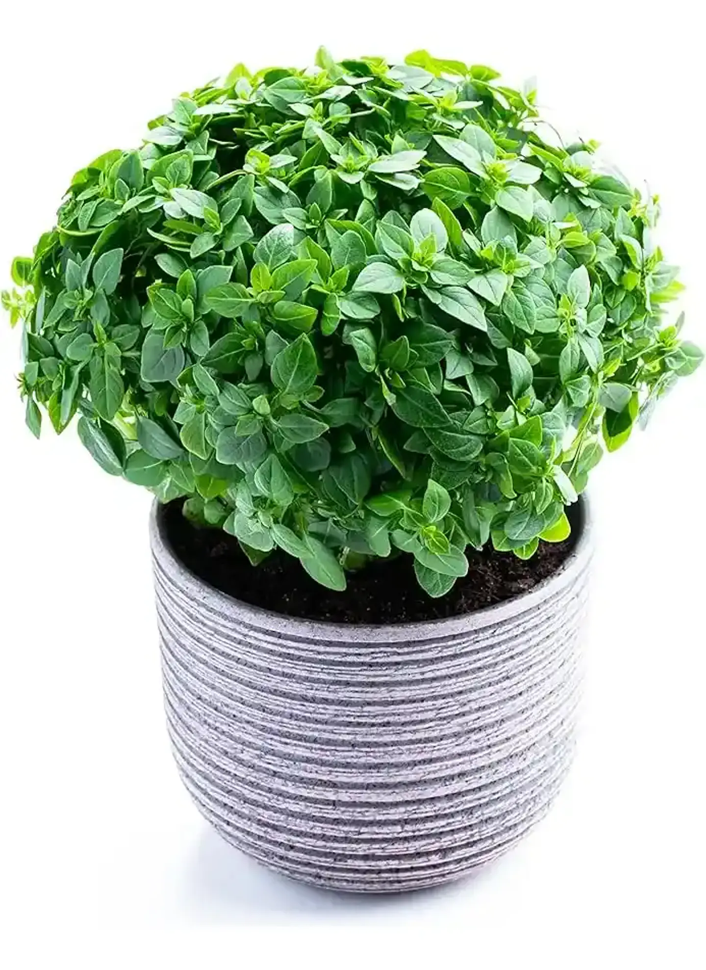 Semillas de Hierbas Aromáticas 7