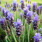 Semillas de Hierbas Aromáticas - Miniatura 11