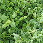 Semillas de Hierbas Aromáticas - Miniatura 12