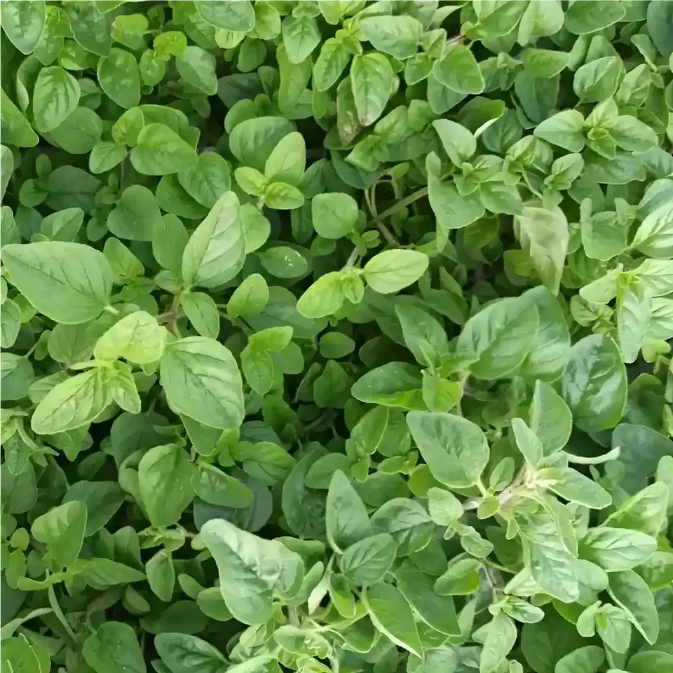 Semillas de Hierbas Aromáticas 12
