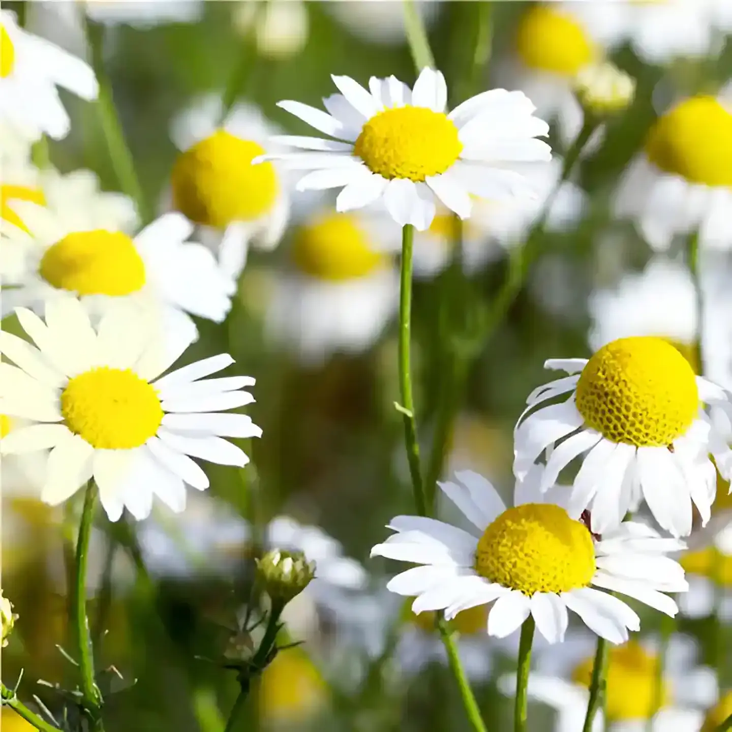 Semillas de Hierbas Aromáticas 13