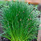 Semillas de Hierbas Aromáticas - Miniatura 16