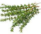 Semillas de Hierbas Aromáticas - Miniatura 18